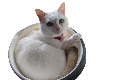 Lisa in Schuessel -Weisse Katze in einer Schuessel.png